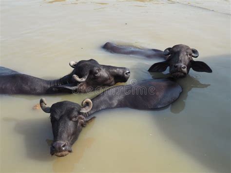 Water buffalo in the river stock photo. Image of india - 146616868