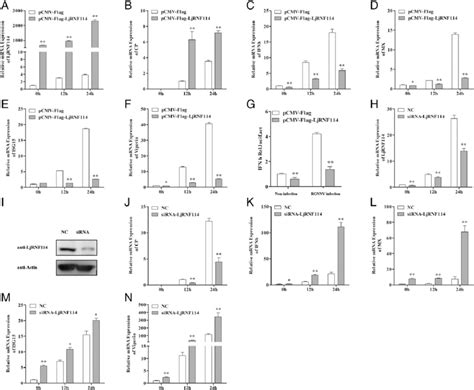 Ljrnf114 Promotes Rgnnv Infection A F Overexpression Of Ljrnf114