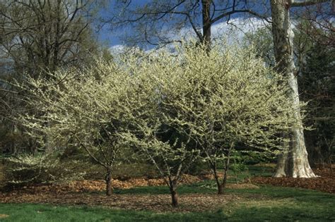 Cercis Canadensis Alba White Redbud Garden Center Marketing