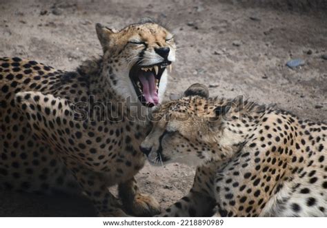 Southeast African Cheetah Captivity Stock Photo 2218890989 | Shutterstock