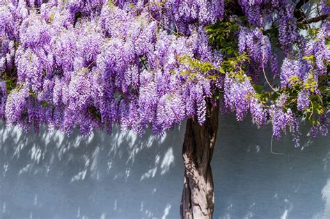 Uprawa I Piel Gnacja Wisterii Glicynia Wszystko Co Musisz Wiedzie