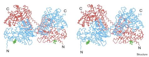 Binding Of Non Catalytic Atp To Human Hexokinase I Highlights The