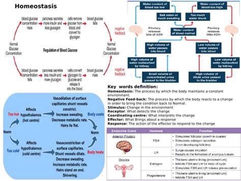 Aqa Gcse 9 1 Biology Homeostasis Revision Mat Teaching Resources