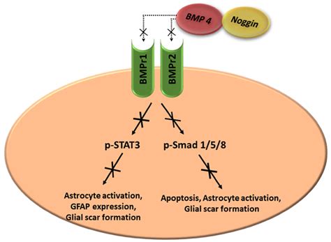 Molecular Mechanisms Of The Neuroprotective Effect Of Noggin In Sci