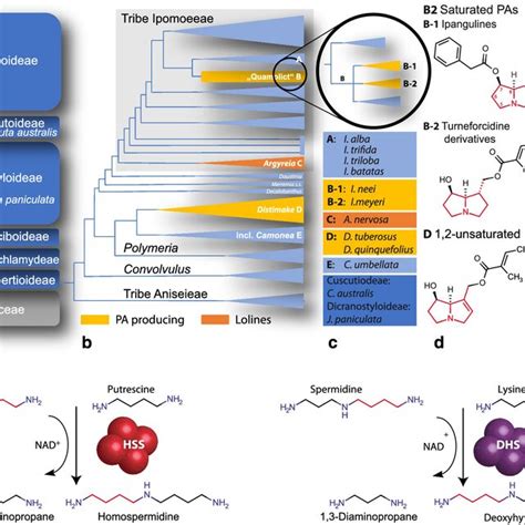 Pyrrolizidine Alkaloids Pas Occurring In The Convolvulaceae A The