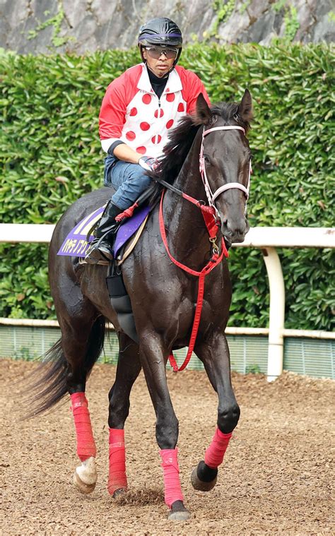 【菊花賞】長距離が魅力の青森県産馬ハヤテノフクノスケ 中村調教師「枠もいいところを引けた」 Umatoku 馬トク