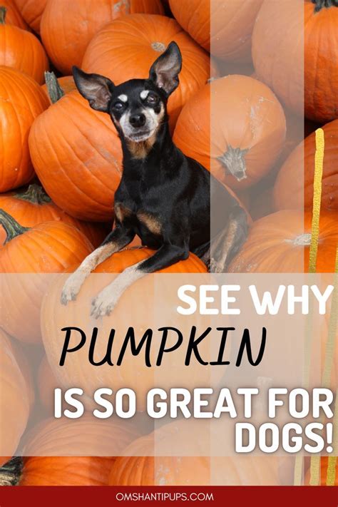 Can Dogs Eat Pumpkin Find Out Here Om Shanti Pups Puppy Dog