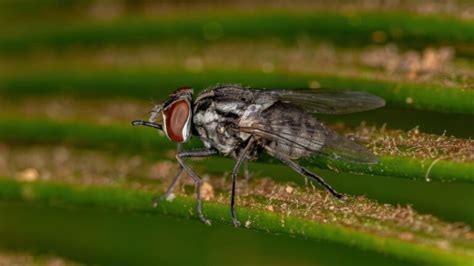 What Do Flies Eat? | All You Need to Know! - EXOtella