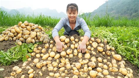 Harvesting A Lot Of Potato Goes To Countryside Market Sell Grow