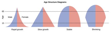 The Typical Age Structure Diagram For A Developing Nation En