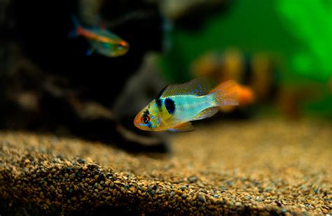 Peces de acuario Aquarium Costa de Almería