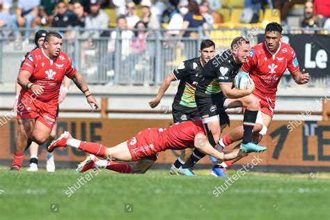 Giulio Bisegni Zebre Editorial Stock Photo Stock Image Shutterstock