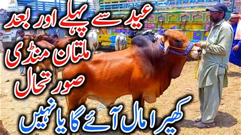 Multan Mandi Latest Update Today Routine Janwar Mandi Update Cow