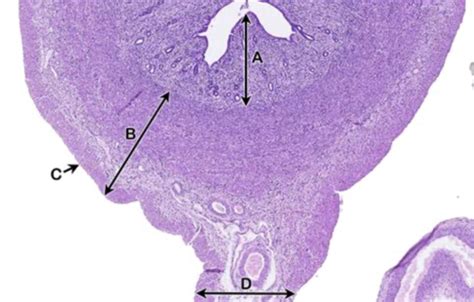 Diagram of female reproductive tract - histology | Quizlet