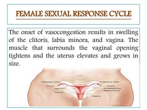 Human Sexuality And Human Sexual Response Cycle Ppt