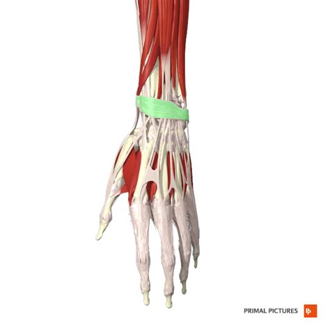Fileextensor Retinaculum Of Hand Primalpng Physiopedia