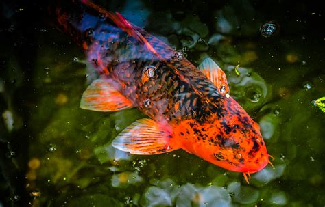 Giant Koi Fish At The Alamo San Antonio Tx Giant Koi Fis Flickr