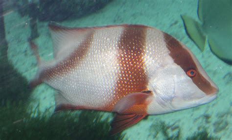 Reef Snappers Spc Coastal Fisheries And Aquaculture Cbfm