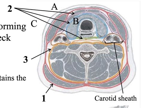 cervical fascia diagram quizlet