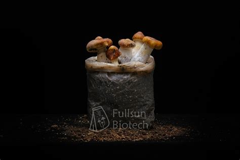 Shiitake Fungus Bag For Mushroom Cultivation With PP Filter China