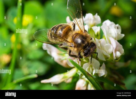 Bee Or Honeybee On White Clover Flower Honey Bee Is In Latin Apis