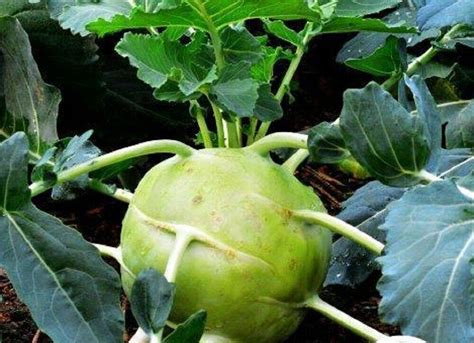 50 Giant White Kohlrabi Seeds Seed World