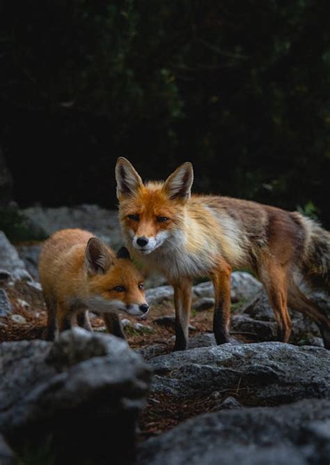 400+ Best Foxes Photos · 100% Free Download · Pexels Stock Photos