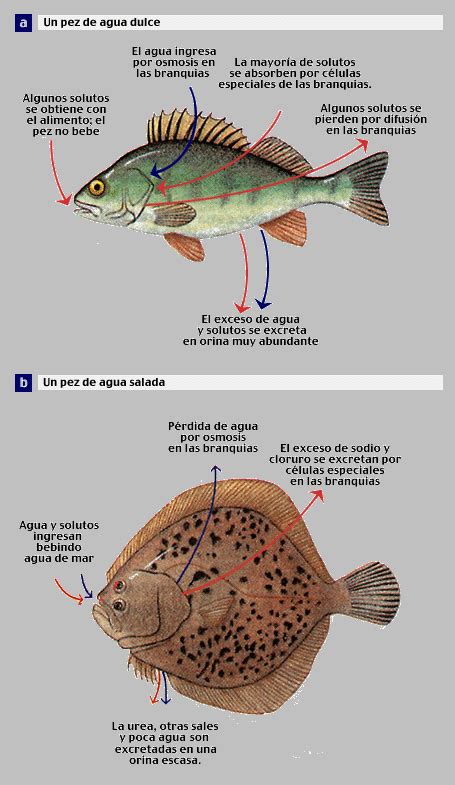 Apb2 Balance HÍdrico En Peces De Agua Dulce Y De Agua Salada