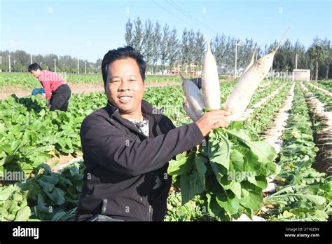 Farmers Harvest White Radishes In Jiangu Village Shijiazhuang City