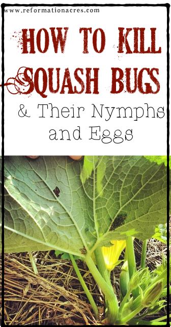 How To Get Rid Of Squash Bugs Squash Bug Eggs And Nymphs Reformation Acres Squash Bugs