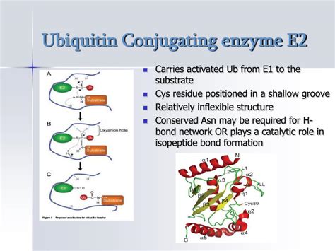 PPT The Ubiquitin Proteosome Pathway PowerPoint Presentation Free