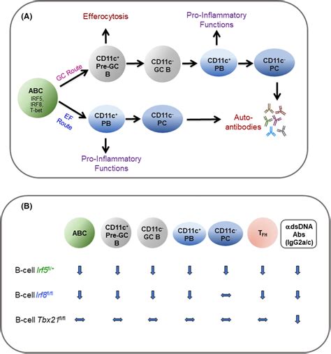 Diagram Describing Potential Differentiation Pathways Of Abcs In An