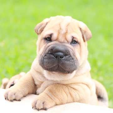 El shar pei una raza de perro de carácter tranquilo y equilibrado Foto 1