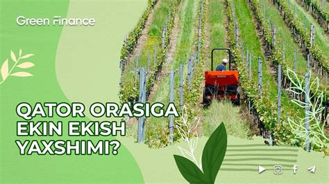 Қатор Орасига Экин Экиш Яхшими? #agromart #growz #greenfinance - YouTube