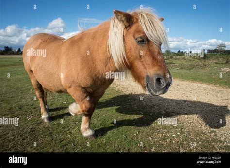 New Forest Pony Stock Photo Alamy