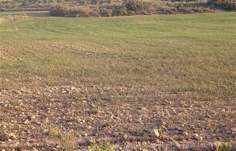 La Sequía Asfixia Ya Al 60 Del Campo Español Y Produce Pérdidas