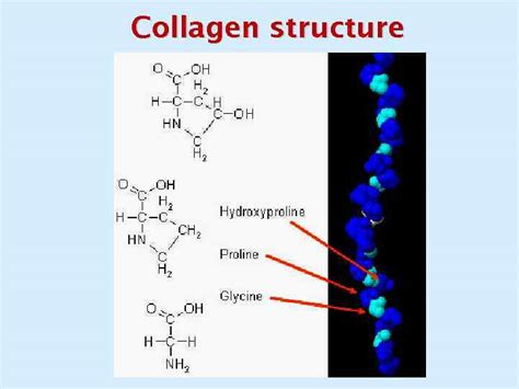 BIOCHEMISTRY OF EXTRACELLULAR MATRIX Collagen structure