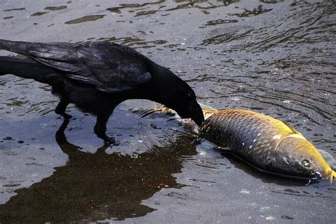 Do Crows Eat Other Birds Does Anyone Eat Them Earth Life