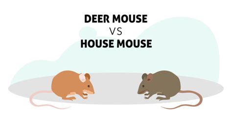 The Difference Between A Deer Mouse Vs House Mouse Insight Pest