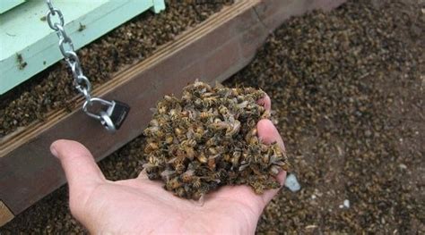 How To Clean Out And Learn From A Dead Beehive Heres What To Do