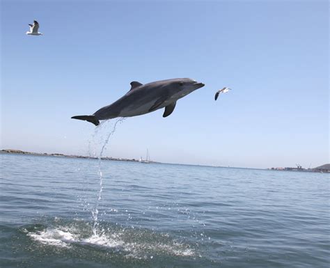 Dolphin study shows mammals age at different rates