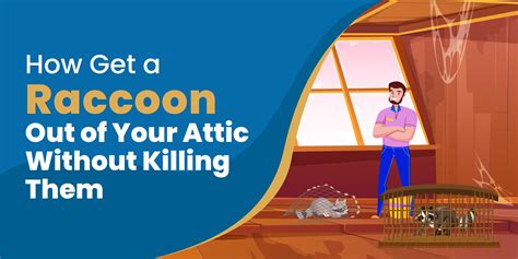 How To Get A Raccoon Out Of Your Attic The Safe Humane Way