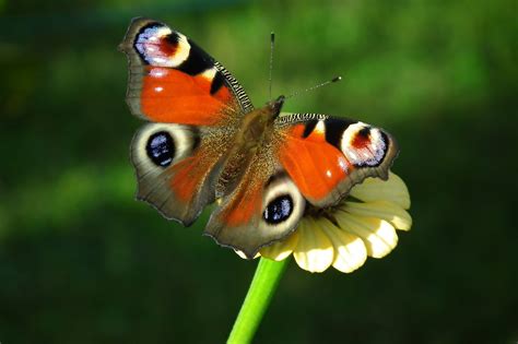 Schmetterling Insekt Fl Gel Kostenloses Foto Auf Pixabay Pixabay