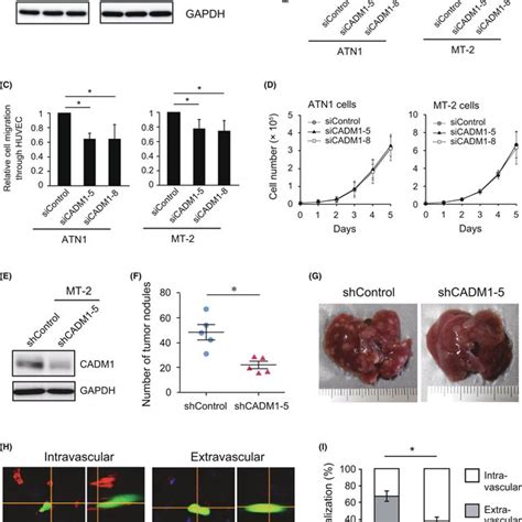 Knockdown Of Cadm In Atl And Htlvitransformed Tcell Reduced