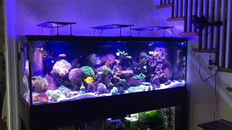 180 Gallon Reef Tank Setup: A Comprehensive Guide for Beginners