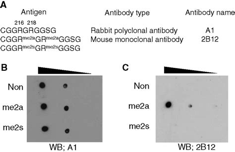 The Monoclonal Antibody Specificity Tested By Dot Blot Analysis A