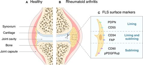 Frontiers Role And Mechanism Of Fibroblast Activated Protein