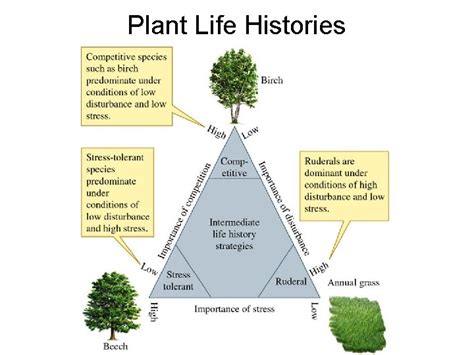 Lecture 14 Life Histories Modes Of Reproduction Sexual