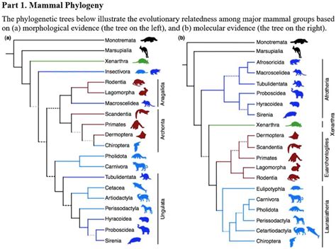 Solved Part 1 Mammal Phylogeny The Phylogenetic Trees Below Illustrate The Evolutionary