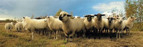 RWS Certification - omniteksas.eu